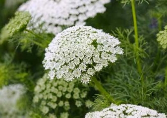 Bishop's Lace Flower